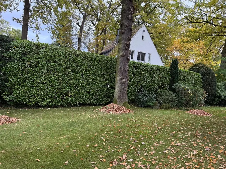 Frisch geschnittene Hecke auf der vollen Länge des Grundstücks